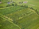 Photos aériennes de "arboriculture" - Photo réf. E124496