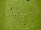 Photos aériennes de "vaches" - Photo réf. E124501