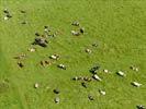 Photos aériennes de "vaches" - Photo réf. E124502