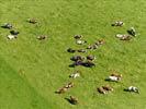 Photos aériennes de "vaches" - Photo réf. E124503