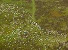 Photos aériennes de Orcines (63870) | Puy-de-Dôme, Auvergne-Rhône-Alpes, France - Photo réf. E126329 - Des moutons sur l'estive d'Orcines sous l'oeil de leur bergre.