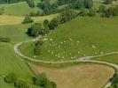Photos aériennes de "vaches" - Photo réf. E126378 - Des vaches ariègoises
