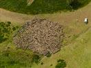 Photos aériennes de Auris (38142) - Autre vue | Isère, Rhône-Alpes, France - Photo réf. E126763 - Un troupeau de moutons