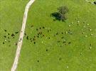 Photos aériennes de "elevage" - Photo réf. E126850 - Un troupeau de vaches