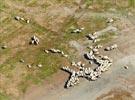 Photos aériennes de "michel" - Photo réf. E131782 - Moutons en baie du Mont-Saint-Michel