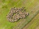 Photos aériennes de "mouton" - Photo réf. E133916