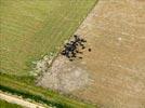 Photos aériennes de Arles (13200) - Autre vue | Bouches-du-Rhône, Provence-Alpes-Côte d'Azur, France - Photo réf. E134027 - Taureaux de Camargue