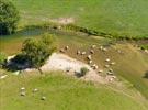 Photos aériennes de "Vaches" - Photo réf. E134124 - Des vaches s'offrant une baignade dans la Meuse