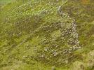 Photos aériennes de Orcines (63870) | Puy-de-Dôme, Auvergne-Rhône-Alpes, France - Photo réf. E142967 - Des moutons sur l'estive d'Orcines sous l'oeil de leur bergre.