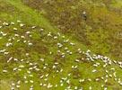 Photos aériennes de "Orcines" - Photo réf. E142968 - Des moutons sur l'estive d'Orcines sous l'oeil de leur bergère.