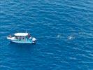 Photos aériennes de "AVEC" - Photo réf. E143616 - Plonge avec les dauphins