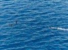 - Photo réf. E143617 - Plonge avec les dauphins