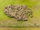 Photos aériennes de "mouton" - Photo réf. E152439