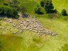 Photos aériennes de Montpeyroux (24610) - Autre vue | Dordogne, Nouvelle-Aquitaine, France - Photo réf. E153078 - Un troupeau de mouton