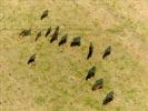 Photos aériennes de "taureau" - Photo réf. E153174