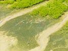 Photos aériennes de "mangrove" - Photo réf. U132234 - Un vol d'ibis