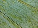 Photos aériennes de "champs" - Photo réf. E145924 - Un champs de lin