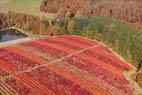 Photos aériennes de "ferme" - Photo réf. E164671 - Superbes couleurs d'automne dans les myrtilliers de la Ferme de Briseverre