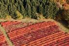 Photos aériennes de "ferme" - Photo réf. E164676 - Superbes couleurs d'automne dans les myrtilliers de la Ferme de Briseverre