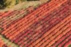 Photos aériennes de "ferme" - Photo réf. E164677 - Superbes couleurs d'automne dans les myrtilliers de la Ferme de Briseverre